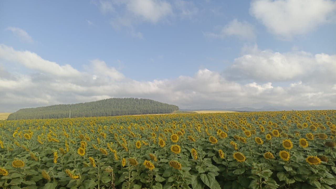 Farmers in field