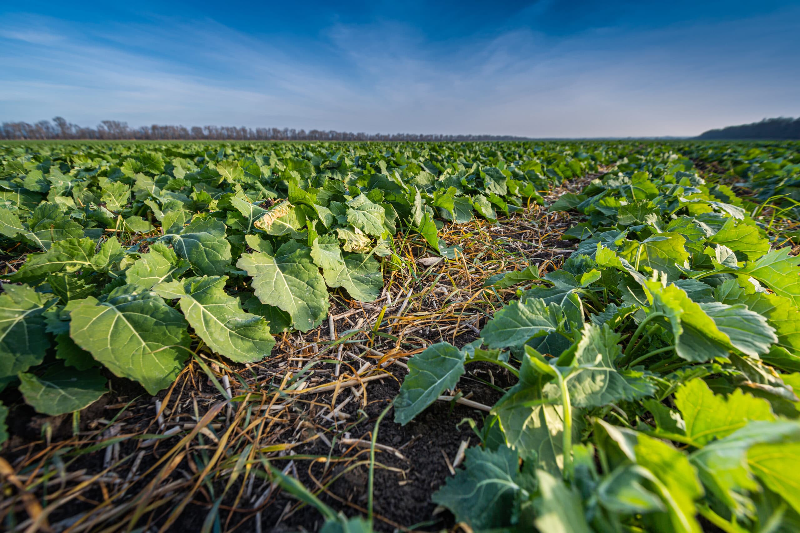 SUSTAINABLE CANOLA FARMING